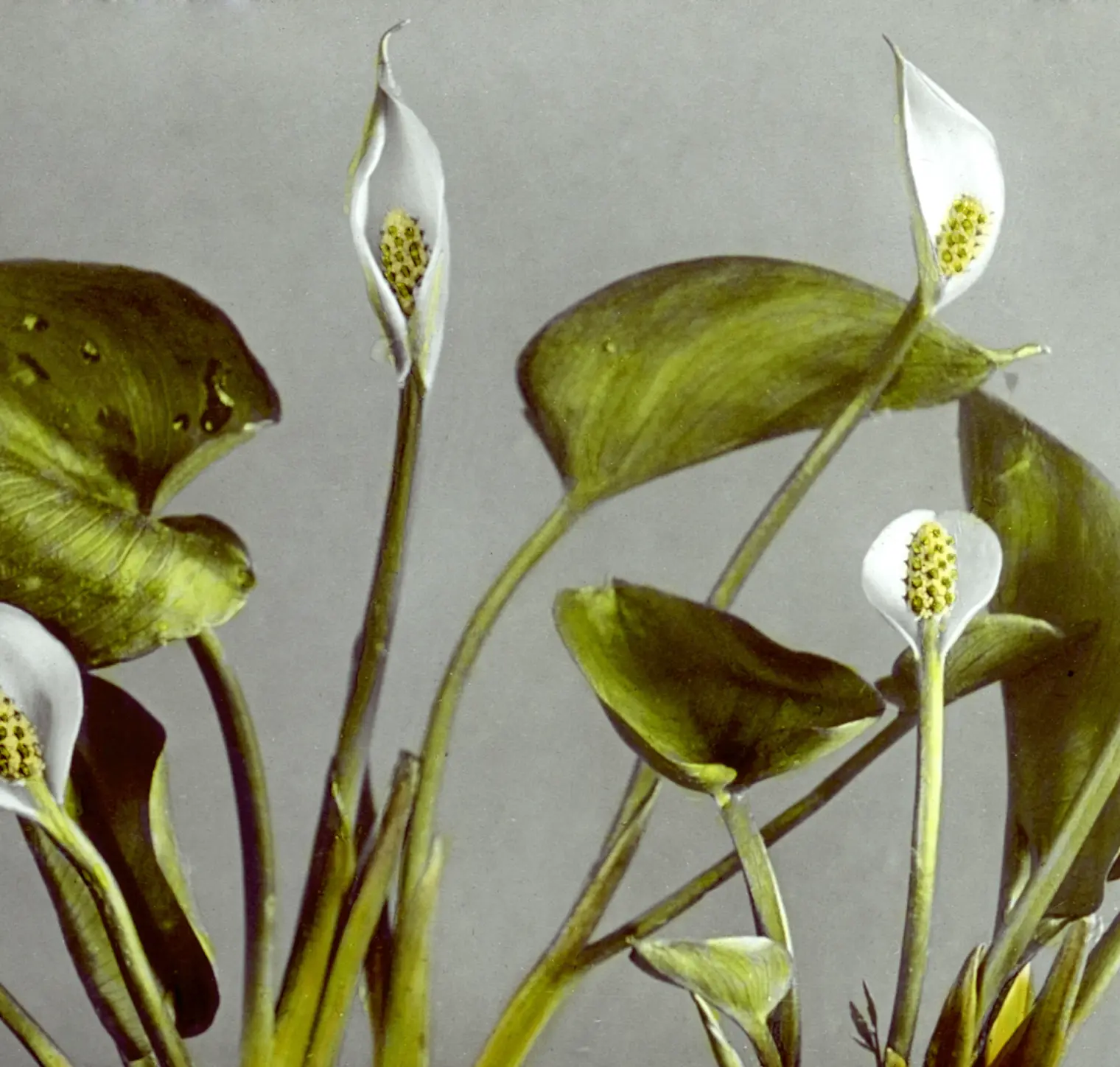 Fleurs botaniques