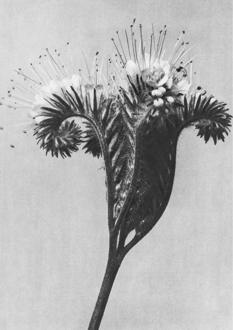 Fleur en noir et blanc